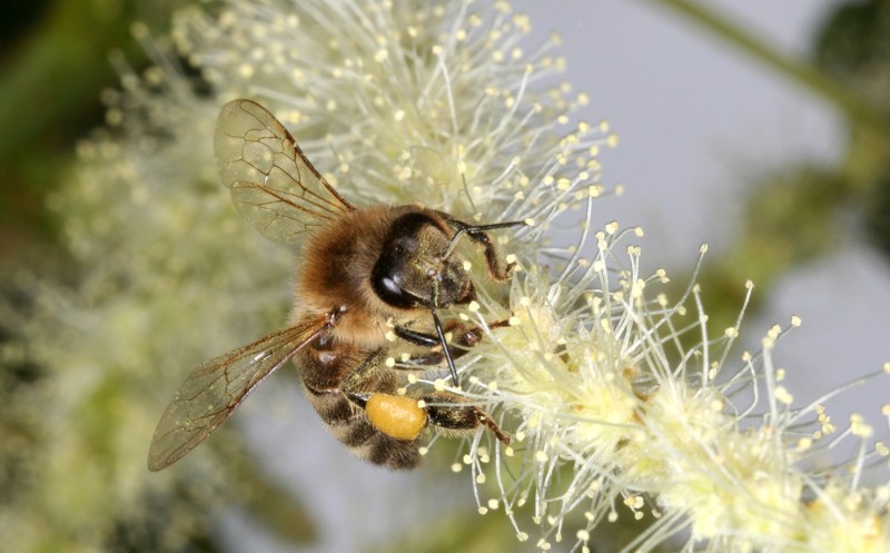 Honigbiene auf dem Bl�tenstand einer Edelkastanie